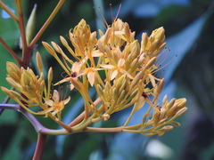 Saraca thaipingensis