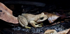 Litoria littlejohni