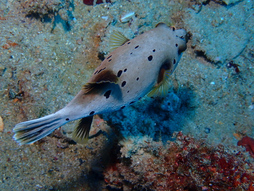 Arothron nigropunctatus