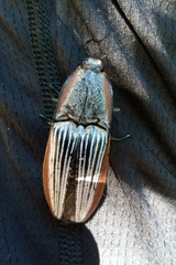 Chalcolepidius rugatus