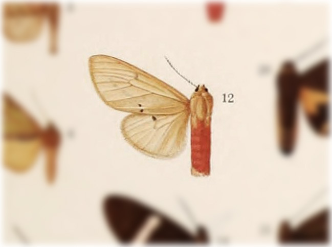 Spilarctia semperi
