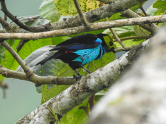 Tangara chilensis chilensis