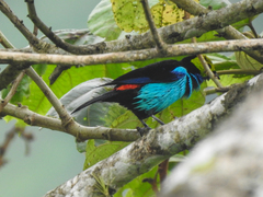 Tangara chilensis chilensis