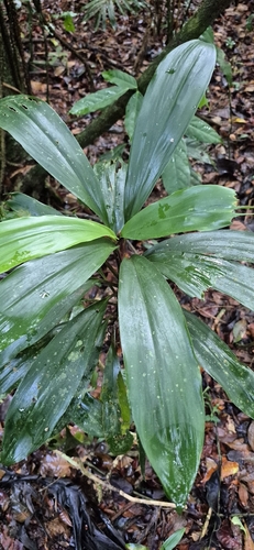 Cordyline murchisoniae (Cordyline murchisoniae)