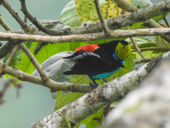 Tangara chilensis chilensis