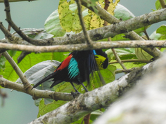 Tangara chilensis chilensis