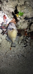 Titan triggerfish