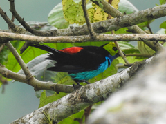 Tangara chilensis chilensis