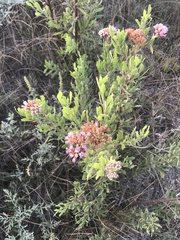 Tessaria absinthioides