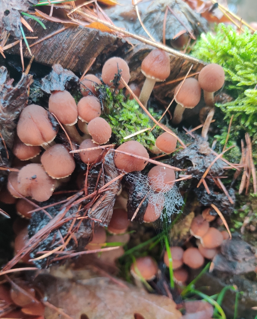 Psathyrella piluliformis · December 2025 · photo: © n0xas (iNaturalist, cc-by)