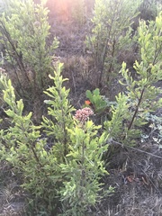 Tessaria absinthioides