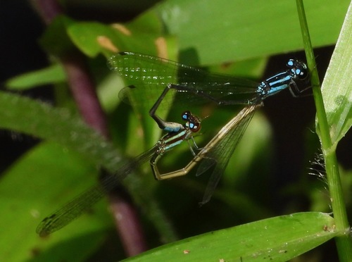 Acanthagrion vidua