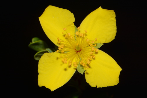 flatwoods St. John's-wort (Hypericum microsepalum)