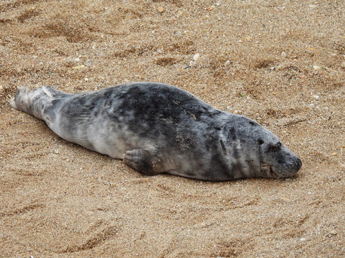 Grey seal