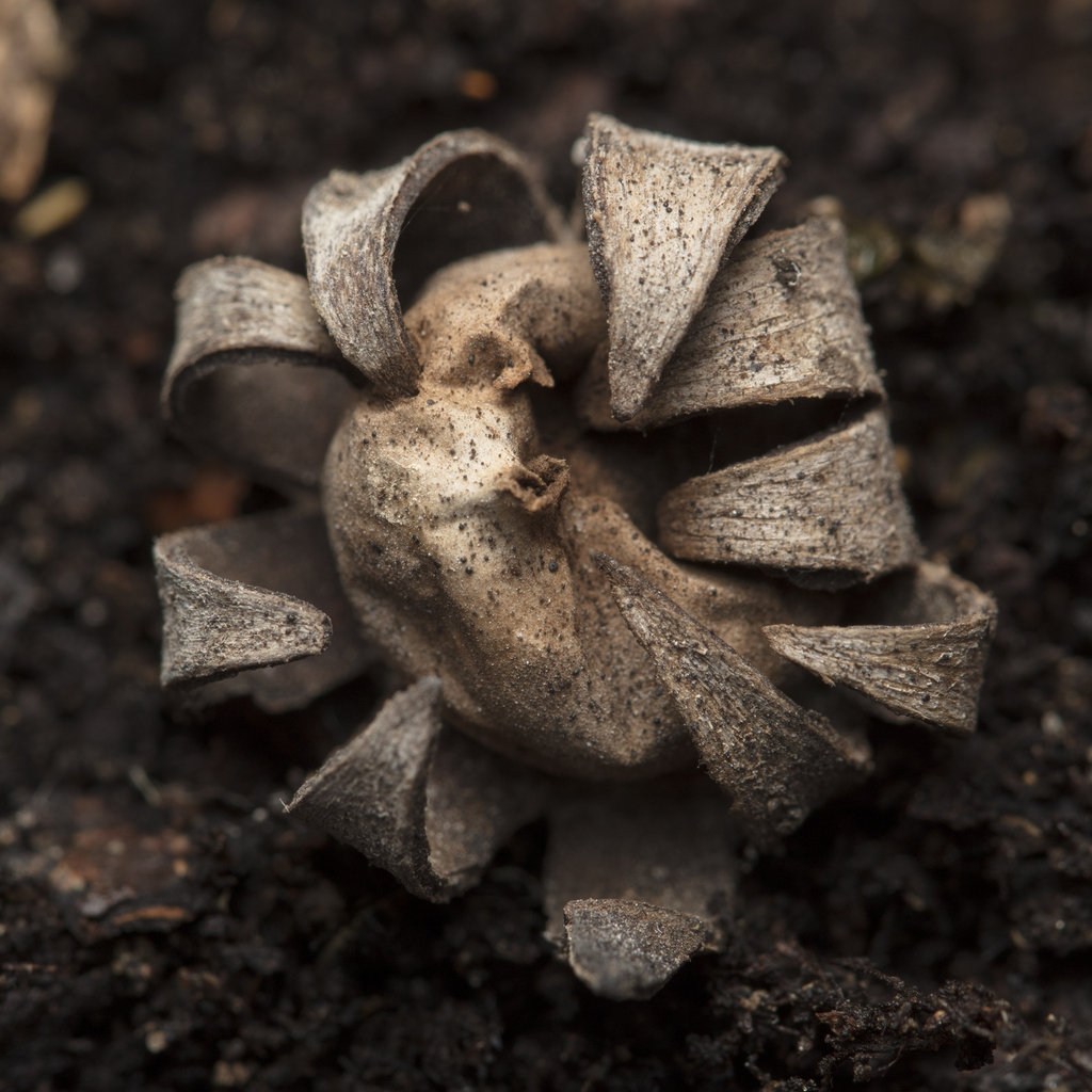 Geastrum floriforme · December 2025 · photo: © tim-johnson (iNaturalist, cc-by)