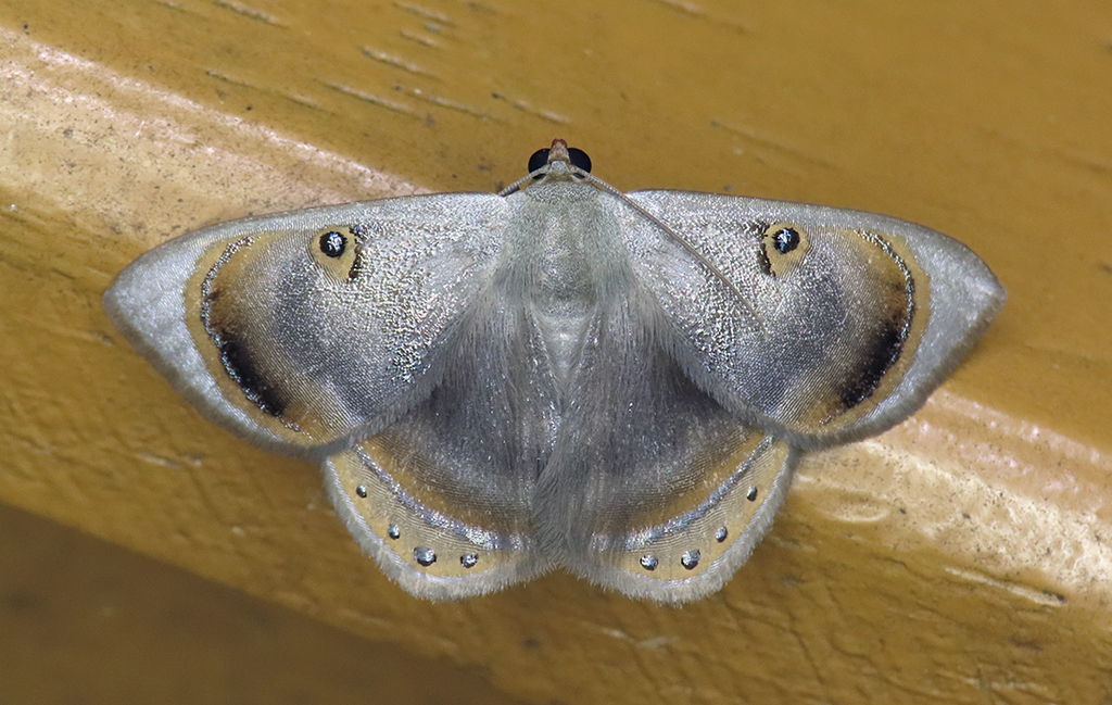 Argyrotome tenebrosa