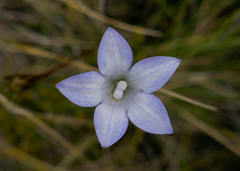 Wahlenbergia pygmaea