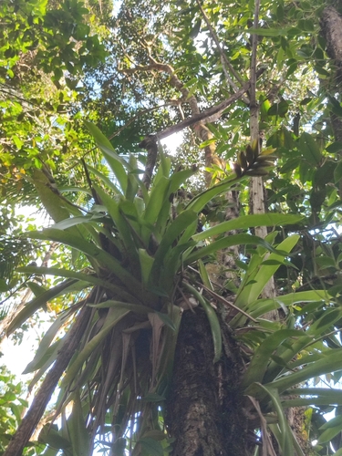 Vriesea carinata (Vriesea carinata)