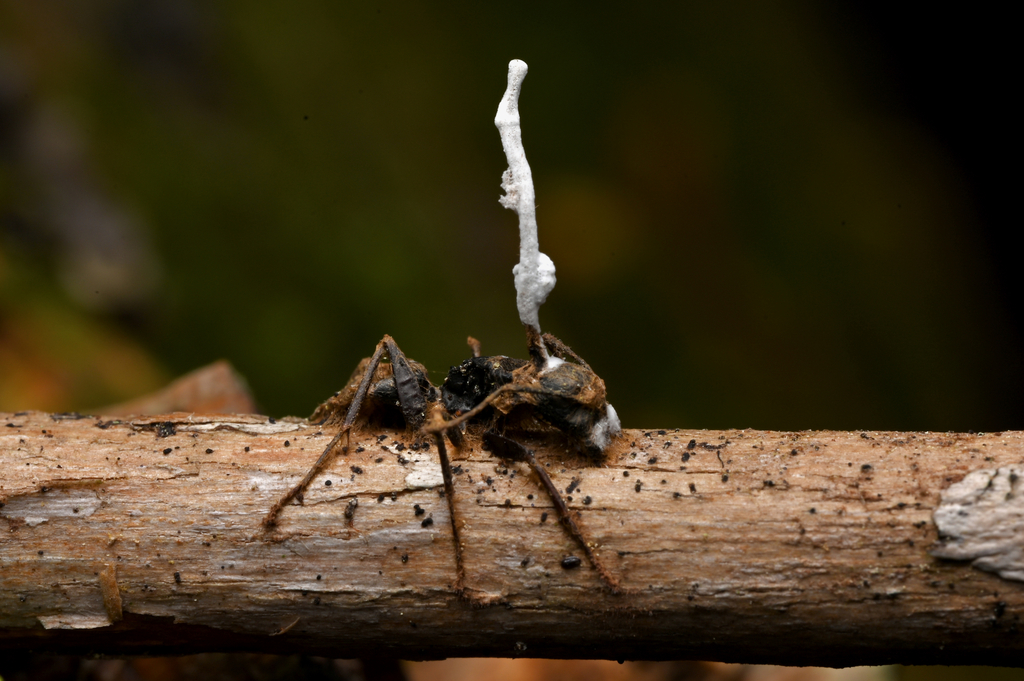Perennicordyceps sp. nov.