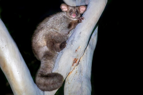 Greater Glider