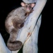 Greater Glider - Photo (c) David White, some rights reserved (CC BY-NC), uploaded by David White
