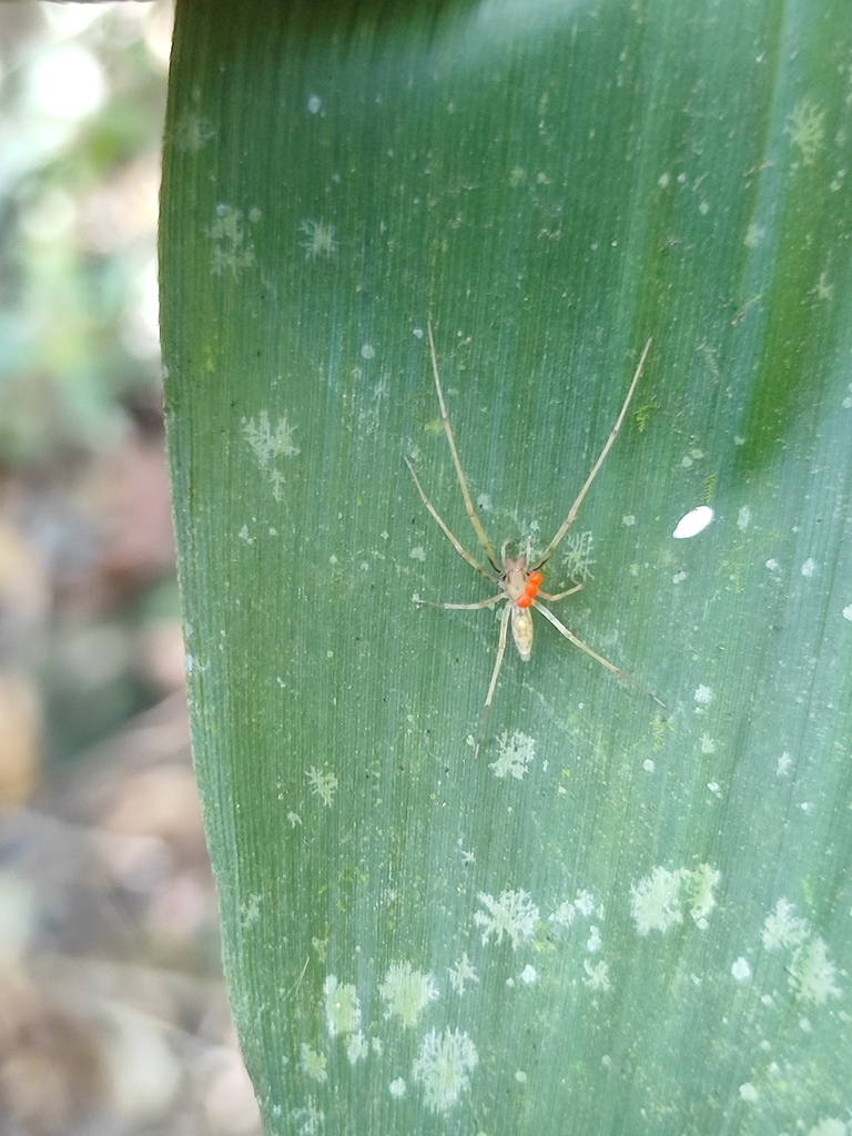 Wulfilopsis frenata