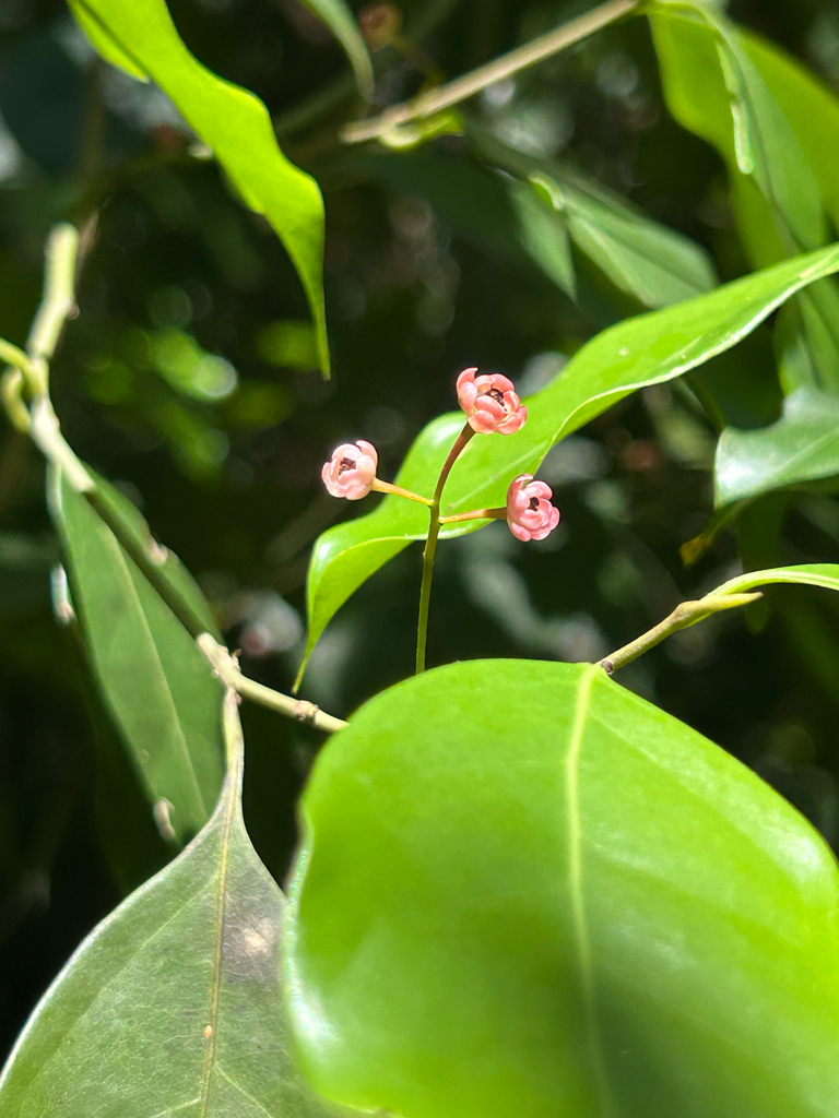 Phyllostemonodaphne