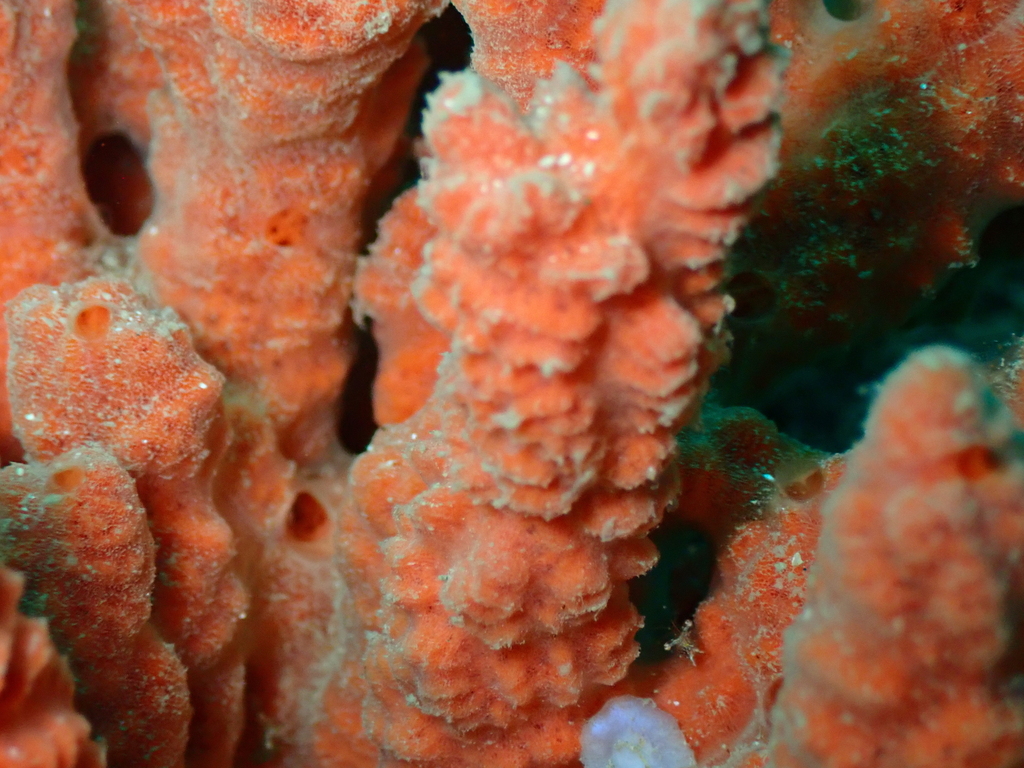 Axinella nayaritensis