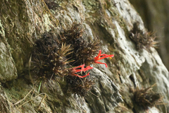 Pitcairnia heterophylla