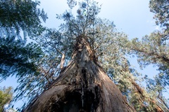 Eucalyptus nitens