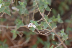 Carlowrightia neesiana