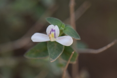 Carlowrightia neesiana