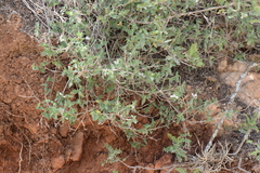 Carlowrightia neesiana