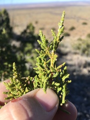 Juniperus coahuilensis