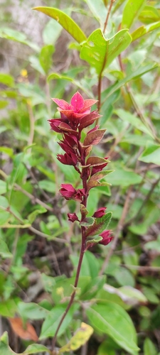 Amasonia campestris (Amasonia campestris)
