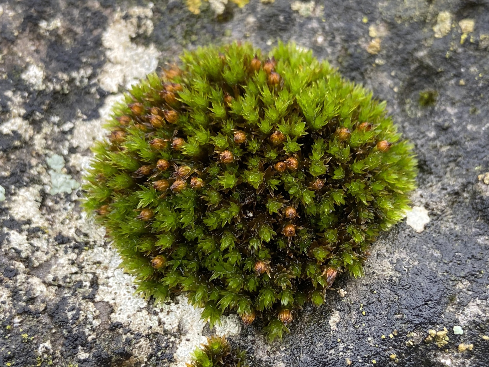 Orthotrichum cupulatum