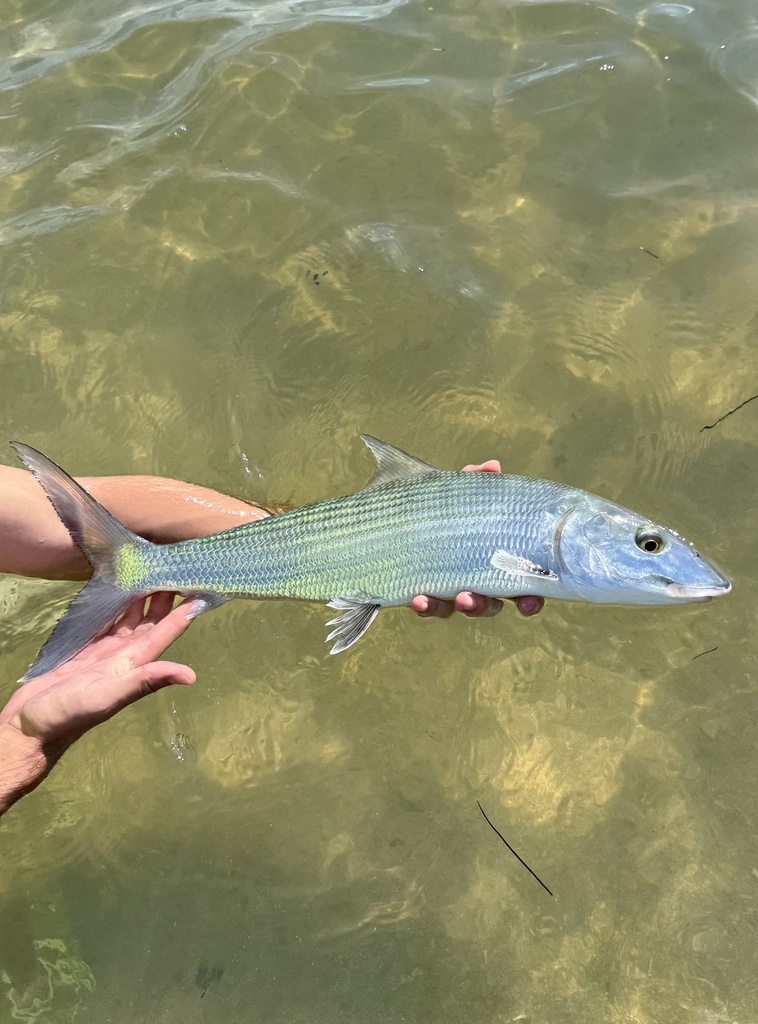 Bonefish