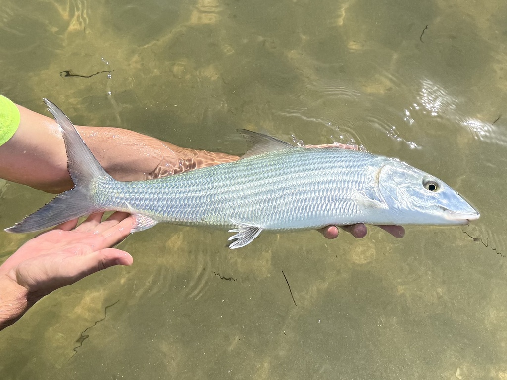 Bonefish