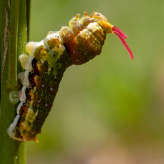 Papilio fuscus capaneus