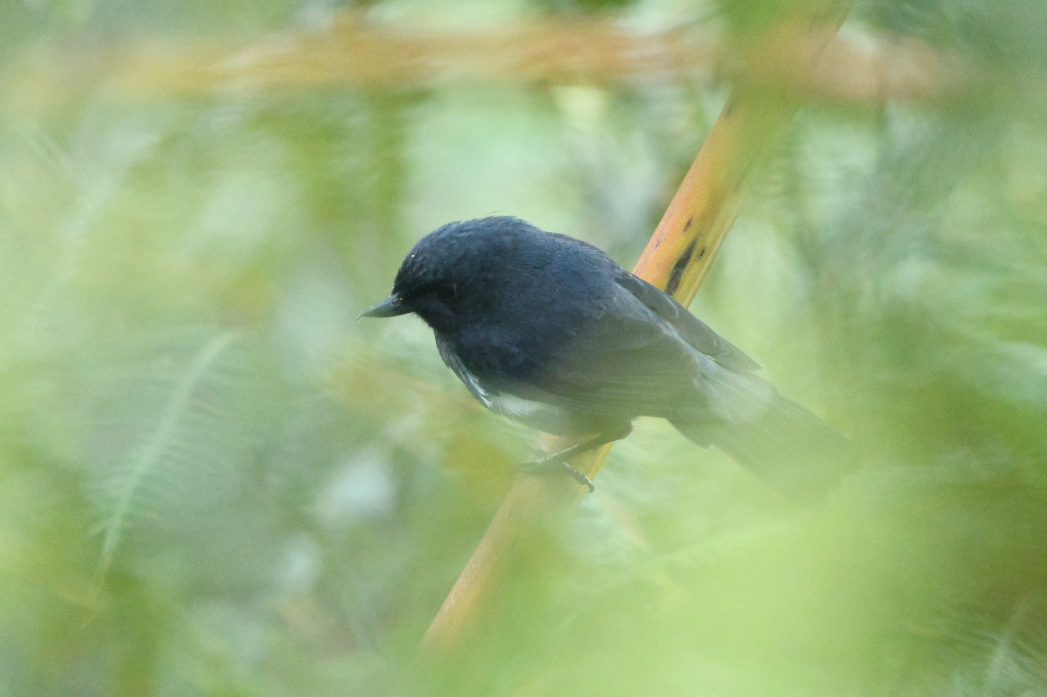 White-sided Flowerpiercer (Diglossa albilatera), photo 5
