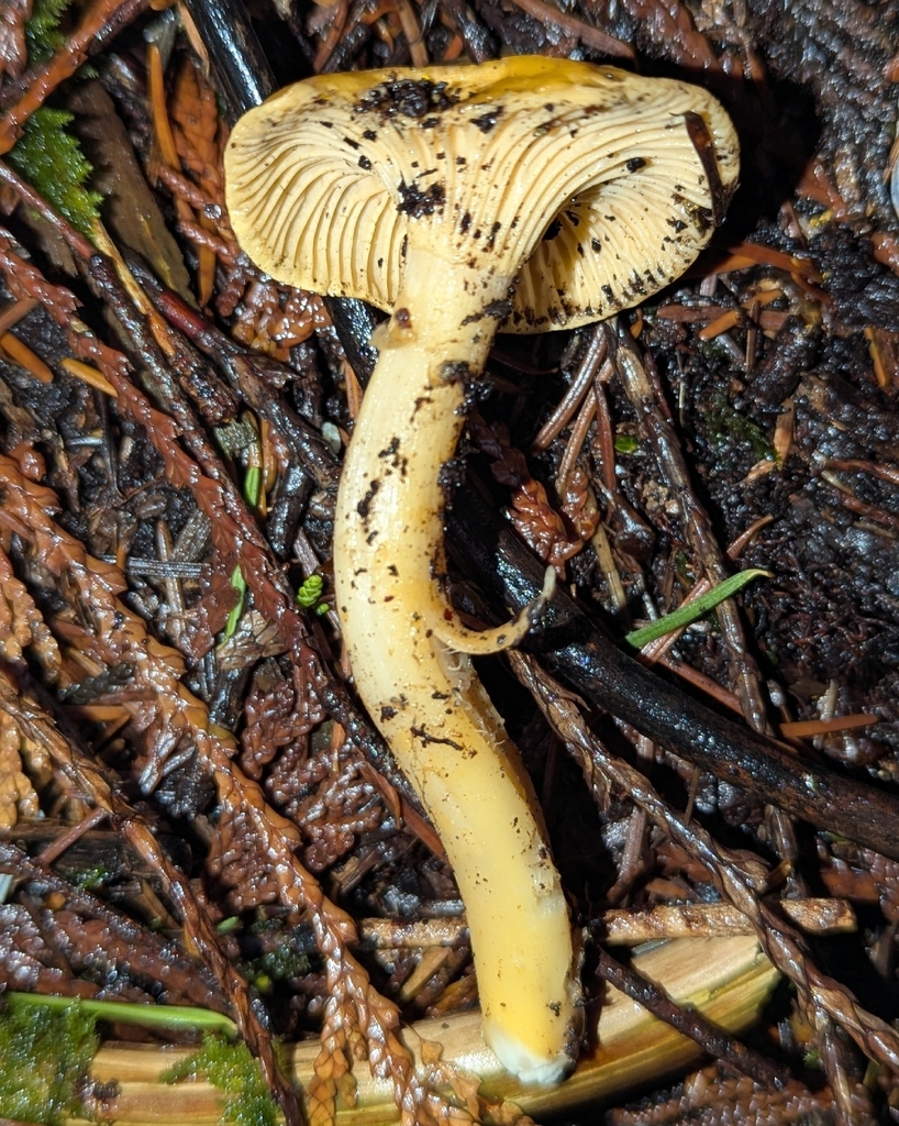 Cantharellus formosus · December 2025 · photo: © benkeen (iNaturalist, cc0)