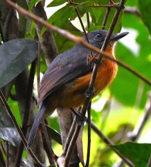 Acre Antshrike photo 2