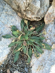 Oenothera brachycarpa