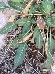 Oenothera brachycarpa