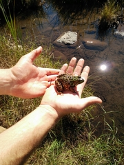 Lithobates septentrionalis