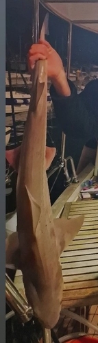 Photo of Blackspotted Smooth-Hound (Mustelus punctulatus)