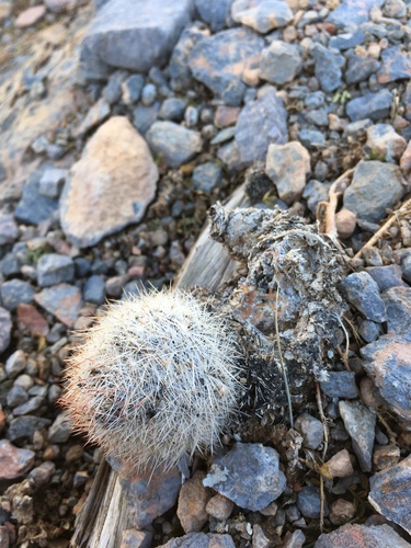 Pelecyphora sneedii
