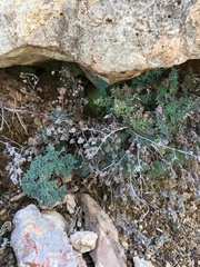 Argyrochosma limitanea