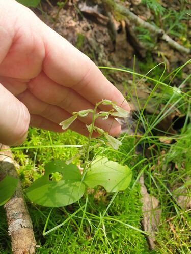 Broad-lipped Twayblade (Neottia convallarioides)