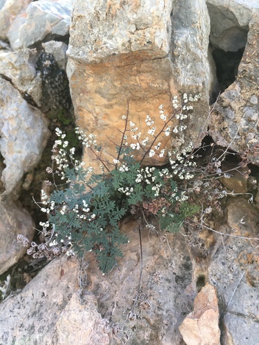 Cheilanthes limitanea (Cheilanthes limitanea)
